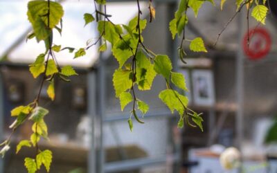 Mein schwedisches Gartenzimmer