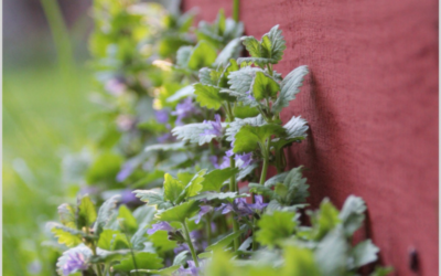 Lagom geht auch im Garten