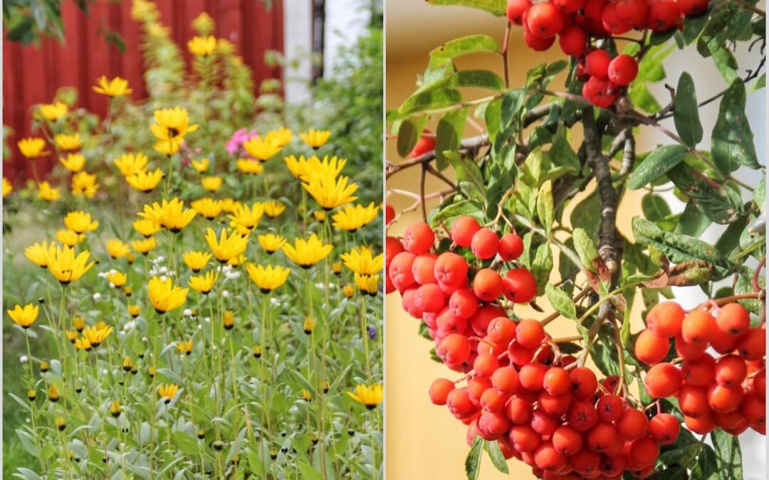 Mellan sommar och höst – Zwischen Sommer und Herbst